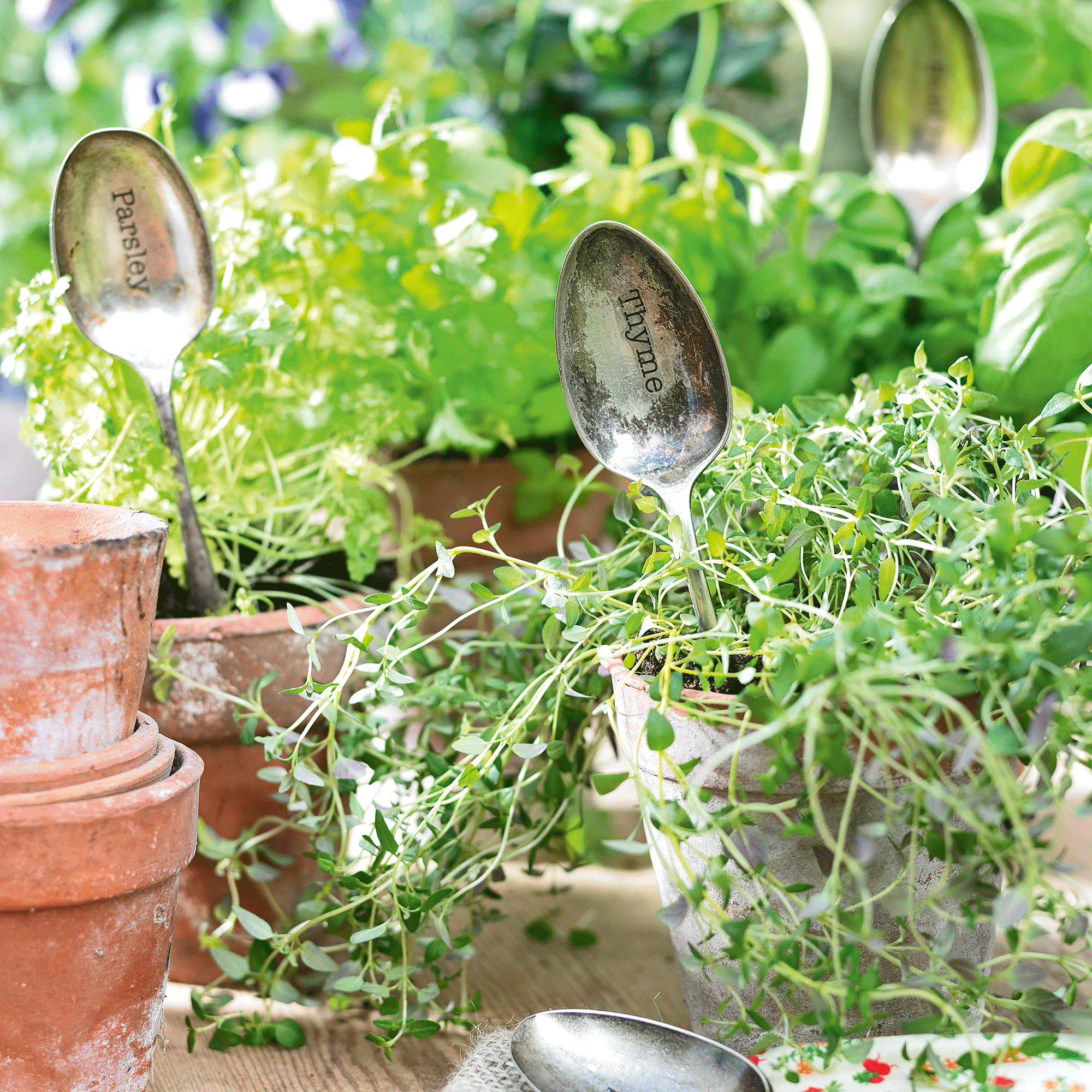 Herbs in plant pots with spoon plant markers
