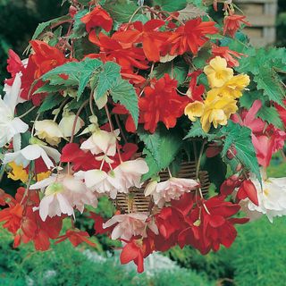 Colourful Pendula flowers in woven basket hanging in garden