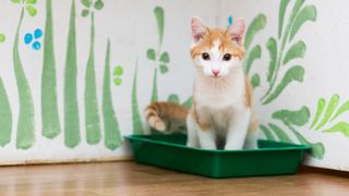 Kitten using litter tray