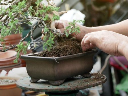 Close up of hands repotting a bonsai tree