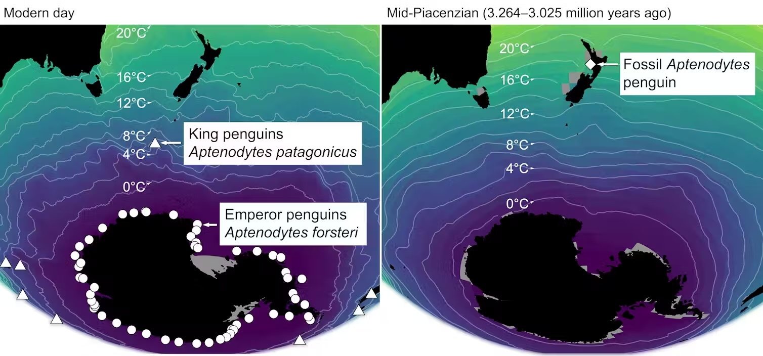 A map of penguin habitats compared with temperatures around Antarctica in the modern day time period and in the Mid-Piacenzian