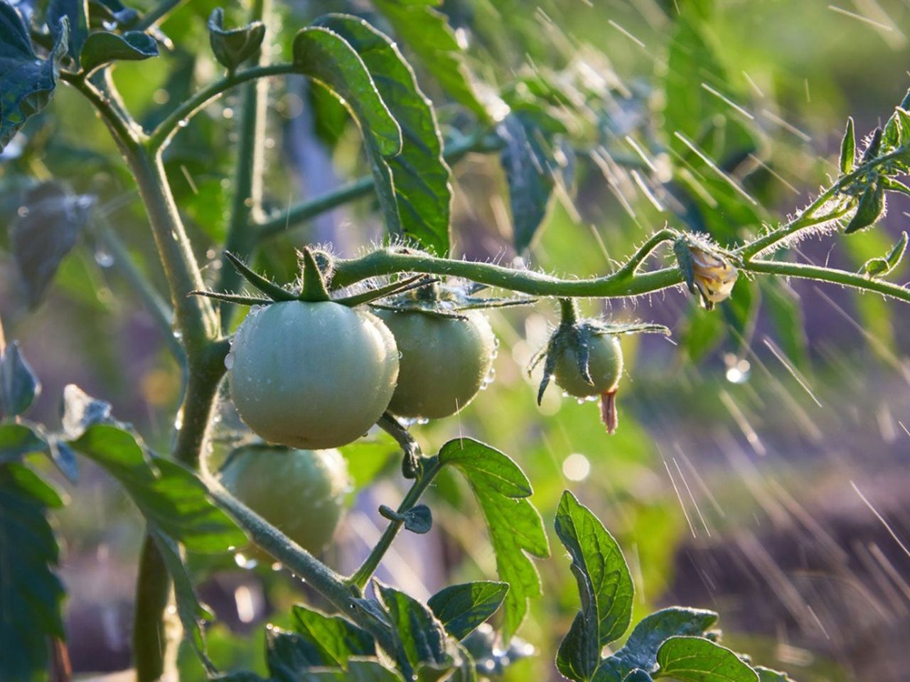 Watering Of A Tomato Plant