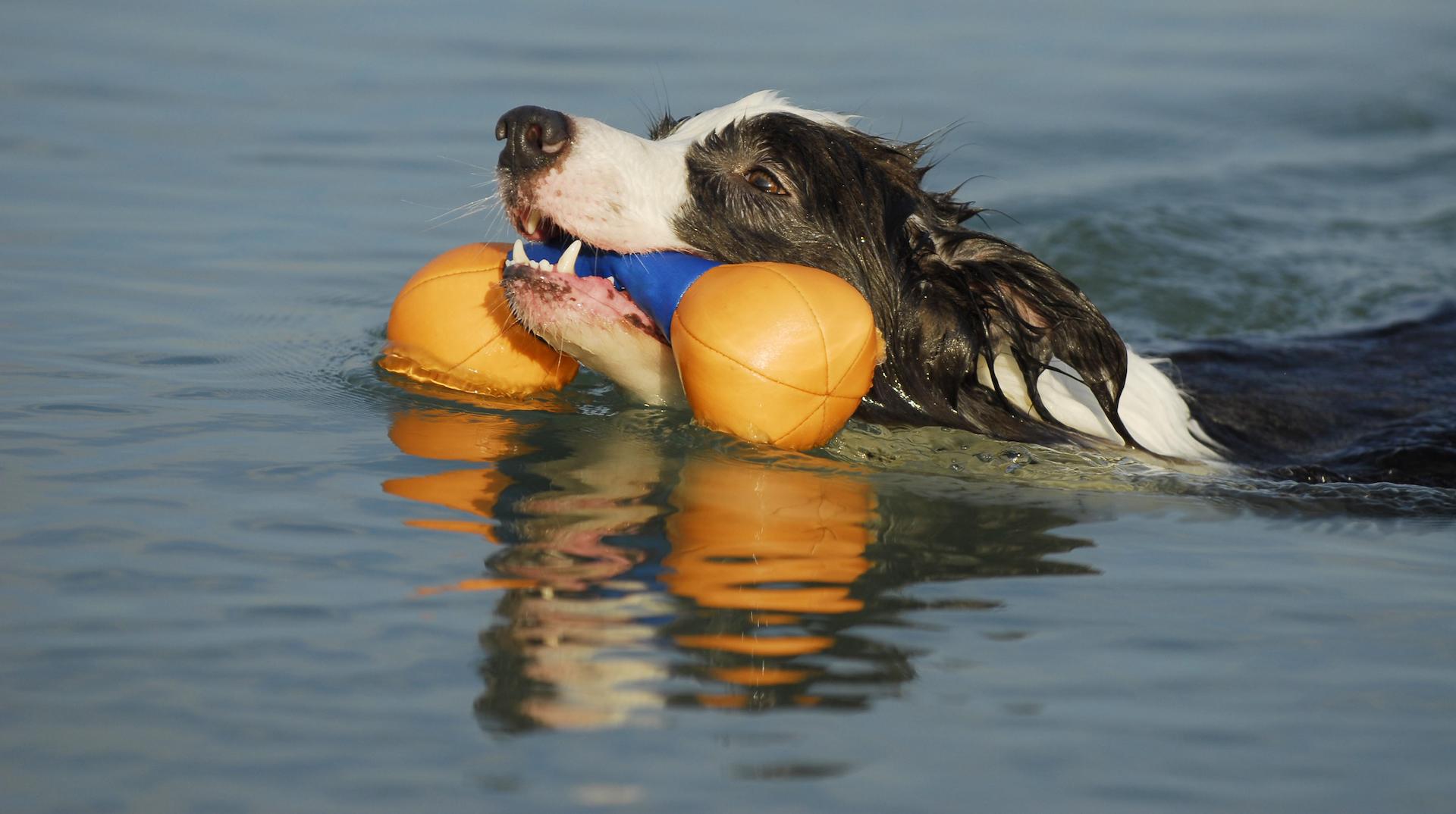 Border collie swimming with chew toy