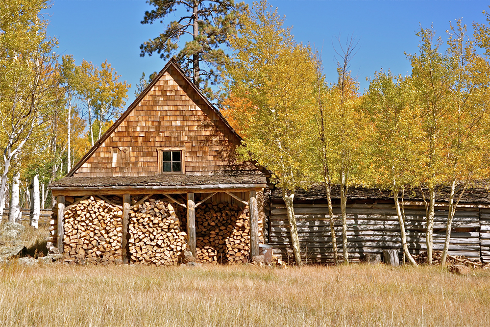 aspens, golden quaking aspen