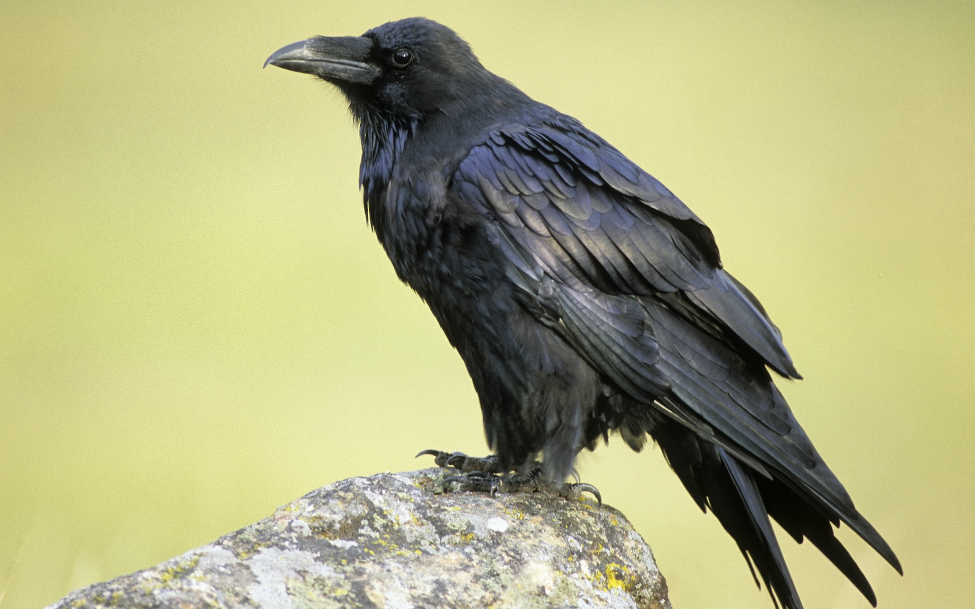 a raven sits on a rock