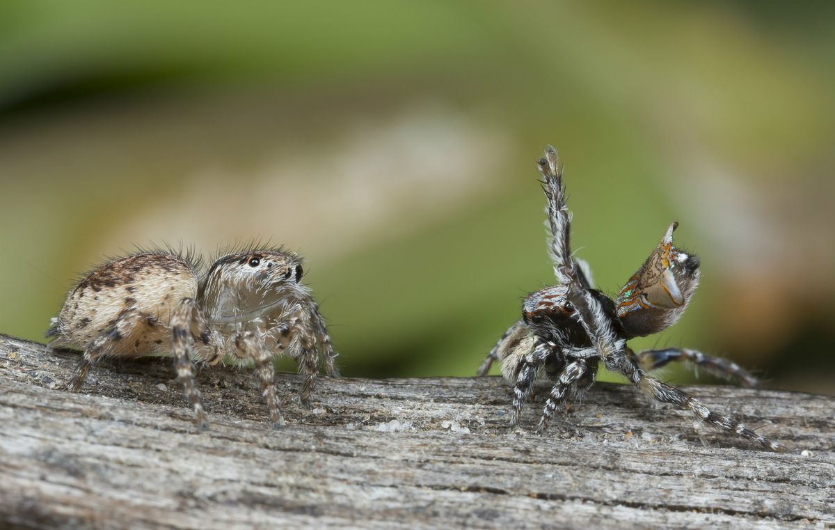 Tiny Dancers: Meet 7 New Peacock Spider Species | Live Science