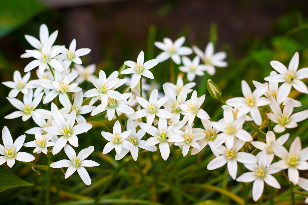 White Star Of Bethlehem Weeds