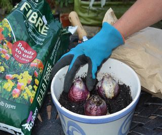 Planting forced hyacinth bulbs in a pot