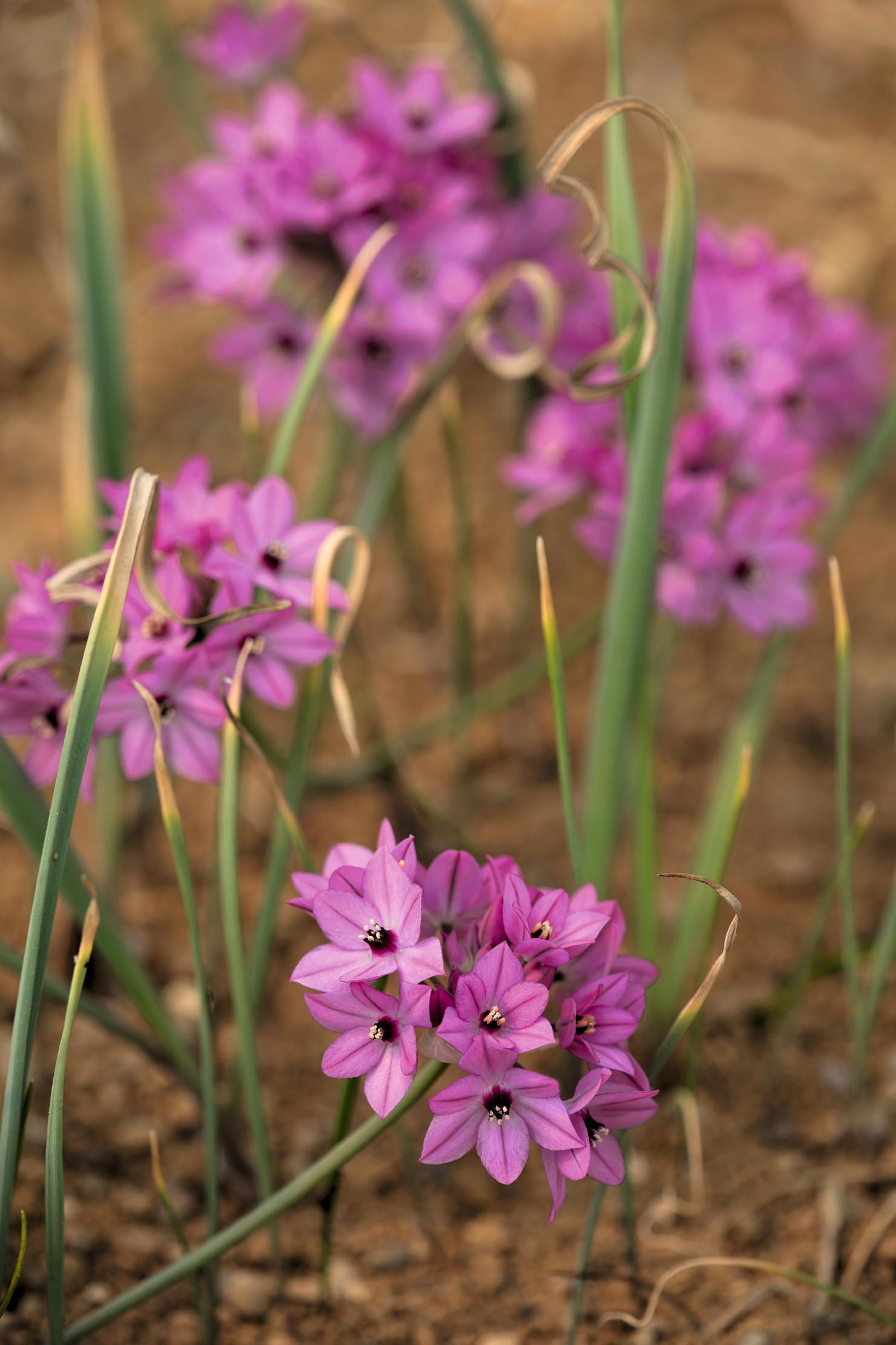 Invasive Spring Bulbs The best bulbs to plant in your gardens, pots and pathways to guarantee ...