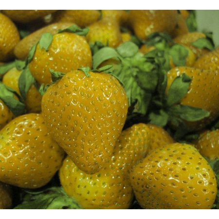 Yellow Wonder&amp;trade; Alpine Strawberry - 25 Plants - 2.5" Pots- Fragaria - Everbearing