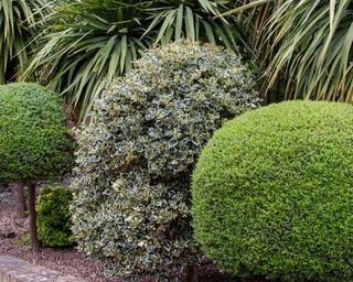 Formal landscaped group of evergreen bushes