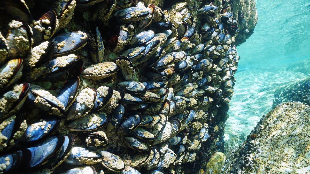 An underwater photo of many mussels on a rock