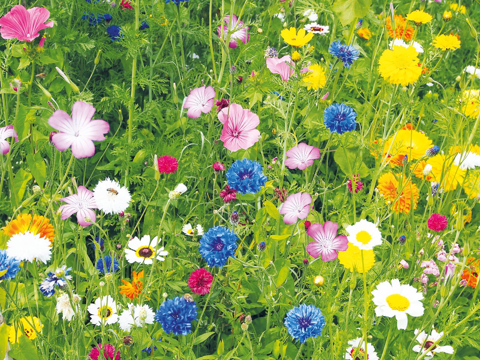 How to grow marigolds add intense color to borders and containers