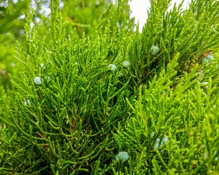 Creeping juniper plant Juniperus horizontalis