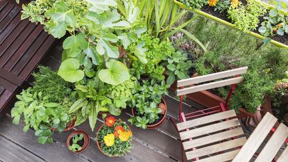 How to garden on a south-facing balcony
