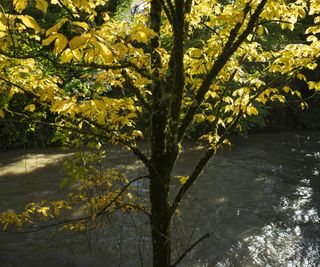 An American yellowwood tree growing by a river