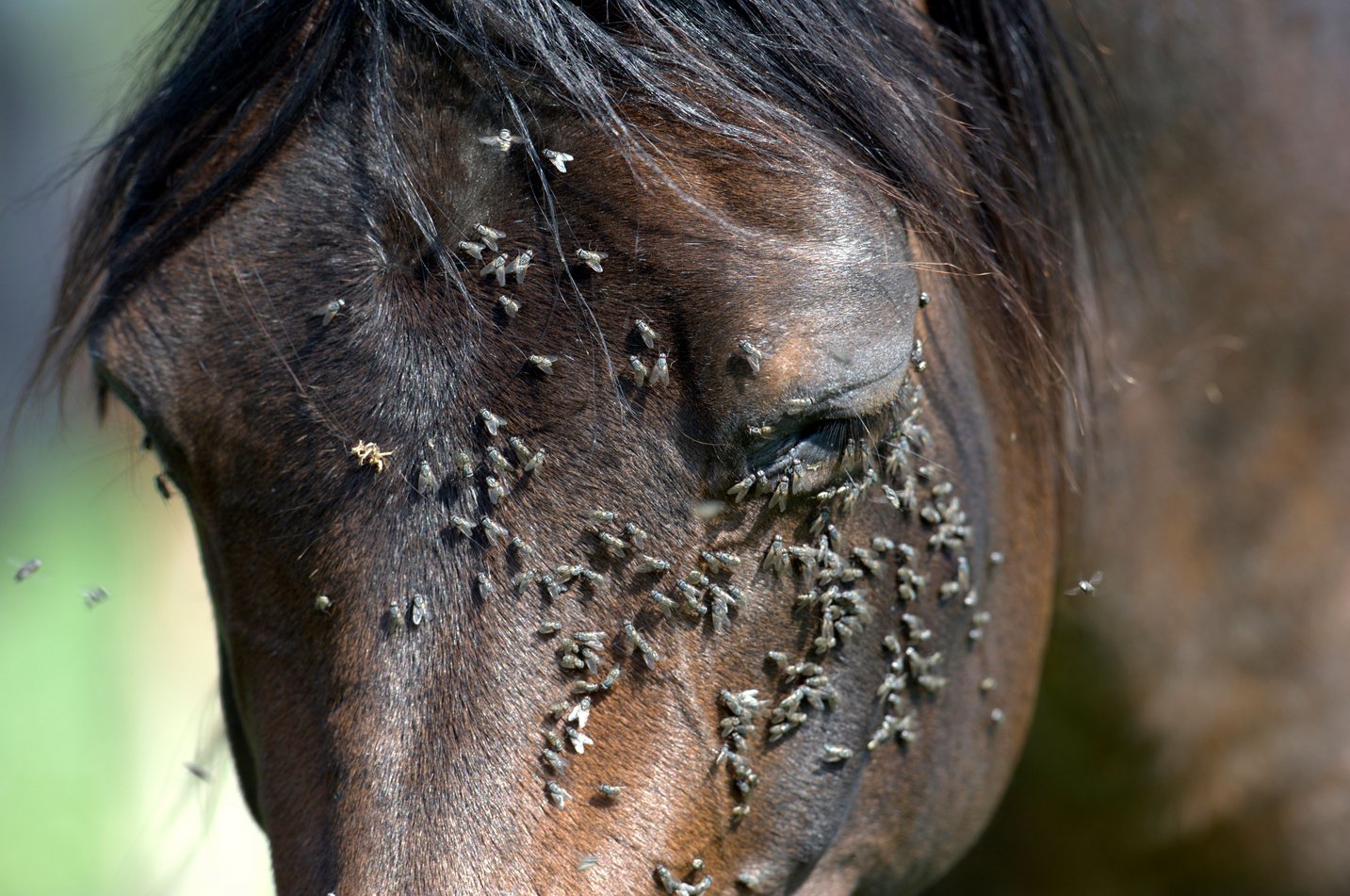 Close up of horse covered in flies