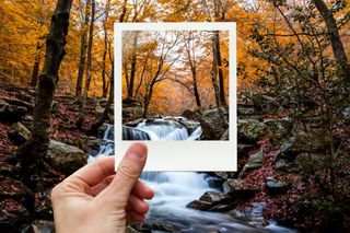 An autumn forest with a polaroid photo of the same view.