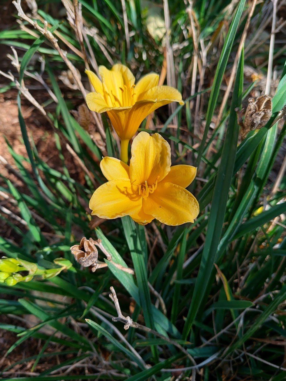 Surface Duo 2 Camera Sample Flower