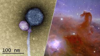 Science news this week includes a virus that attached itself to another virus and the first images from ESA's dark universe detective Euclid.