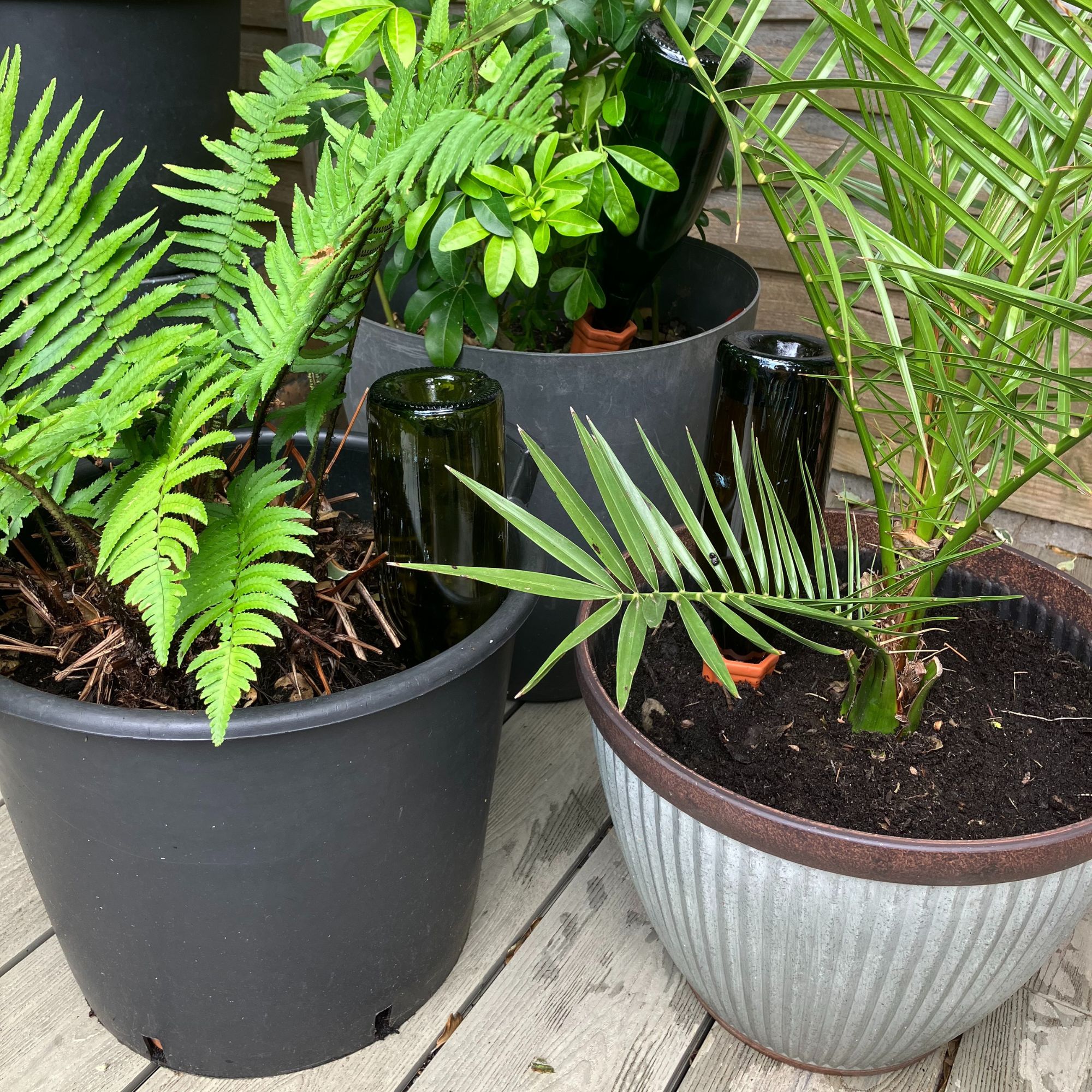 terracotta watering spikes and bottles with plants
