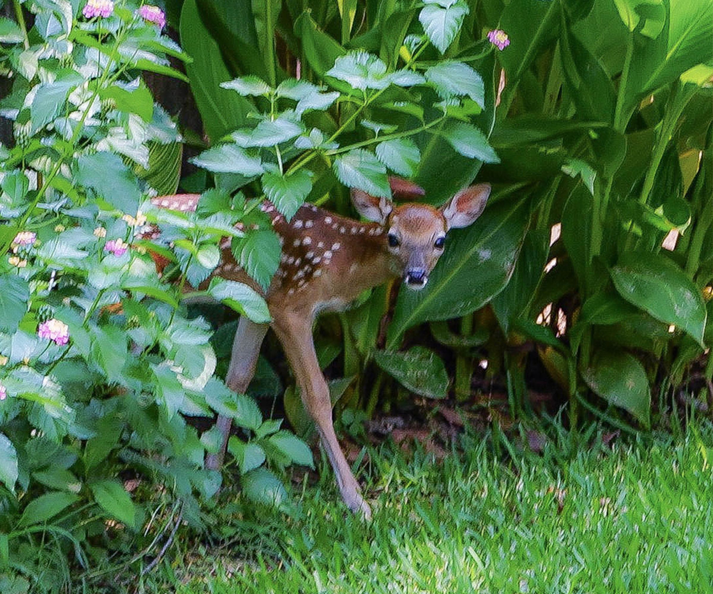 Fawn, white-tailed deer, hides in lantana and canna lilies at a residential community that is a wildlife reserve in Texas