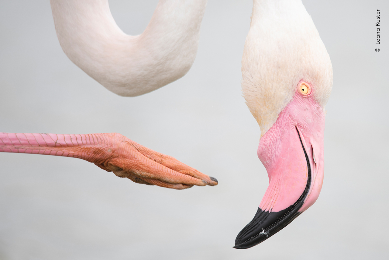Close-up of a flamingo's head and neck with a pink foot reaching toward it, showcasing their vibrant colors and unique features