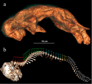 Computer tomography scans of the lions showed fractured bones in their skulls and ribs, but no signs of a predator attack.