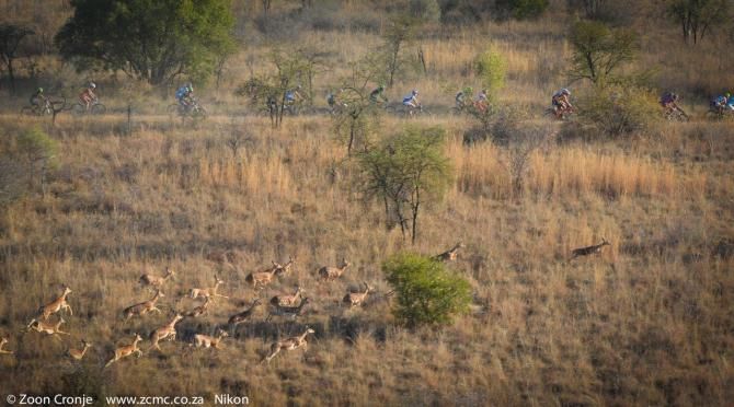 A herd of impalas on a collision course with the bunch