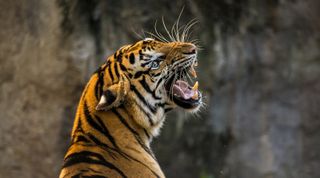 Ranthambore has about 60 Royal Bengal tigers. Image: Creative Commons CC0