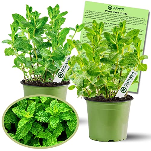 Clovers Garden Peppermint Mint Herb Plants - Two (2) Live Plants – Non-Gmo - Not Seeds - Each 4" to 8" Tall – in 4" Inch Pots – Vigorous Grower, Great for Indoor Herb Gardens