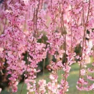 Live Japanese Pink Weeping Cherry Tree