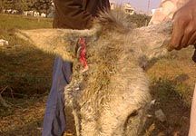 injured-donkey.jpg
