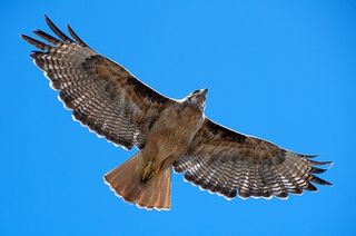 Red-tailed hawk with banded leg flying over Hawk Hill.