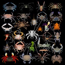 ancient crab