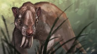 An artist's reconstruction of the ancient sabertooth marsupial, Thylacosmilus atrox.
