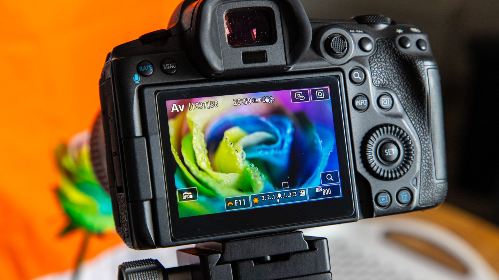 A picture of the back of a camera set up on a tripod with a macro lens attached showing the composition is an extreme close-up of the rainbow rose