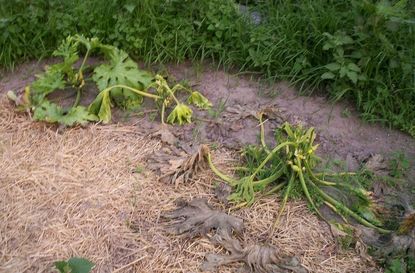 Wilting And Dying Squash Leaves