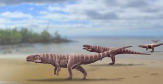 The two-legged crocodile relative, which left the fossil footprints in what is now South Korea, may have looked like this.