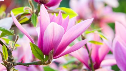 close up of a magnolia tree in bloom