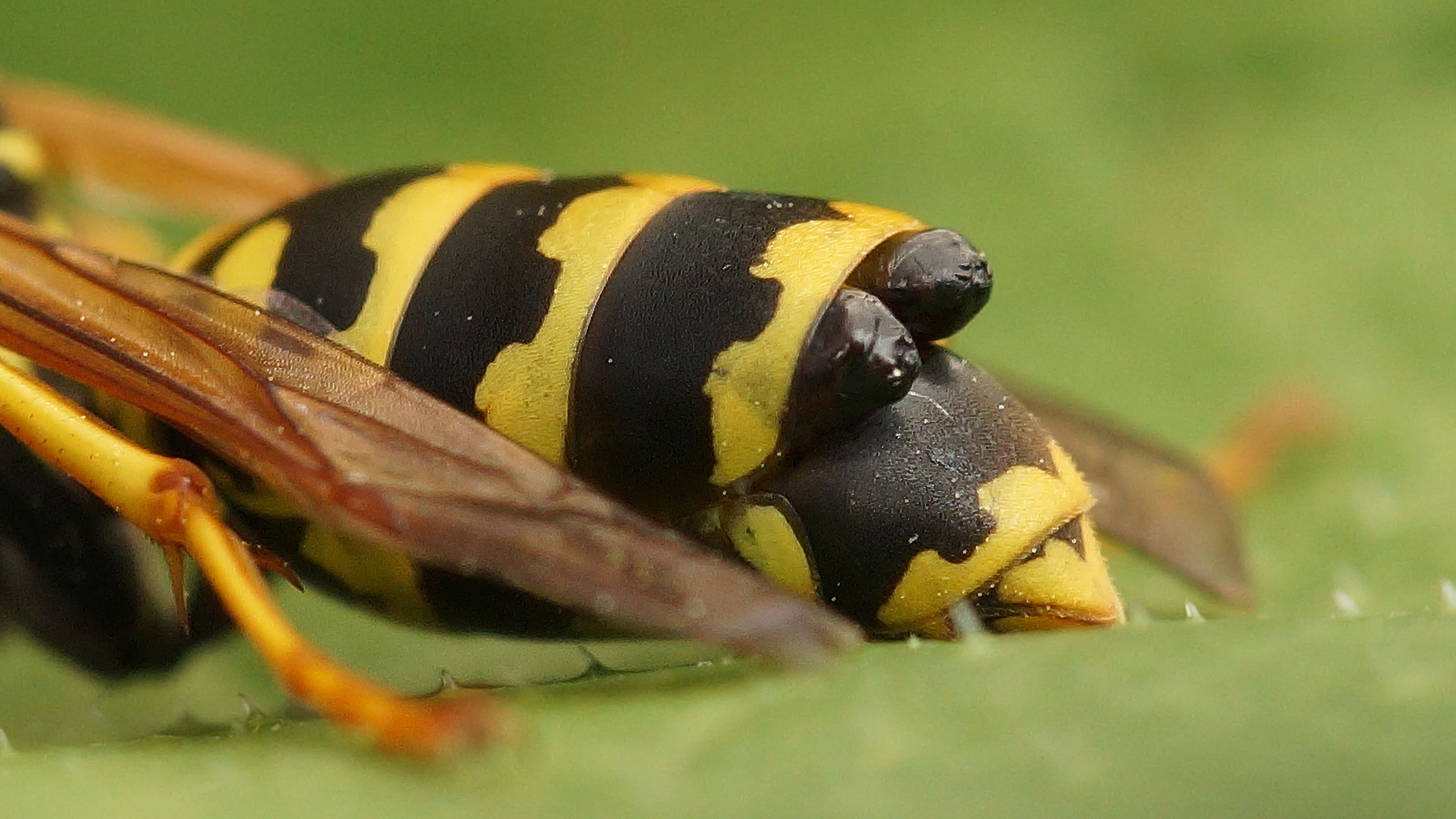 Closeup on a European paper wasp, Polistes dominulus, parasited by a Xenos vesparum, Strepsiptera