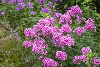 Phlox growing in a garden