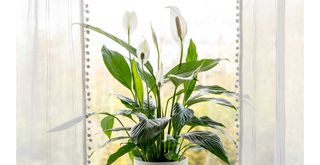 Potted peace lily on window sill with white bobble edged curtains to show plants that help with condensation
