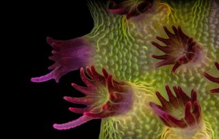 Nikon Small World Competition