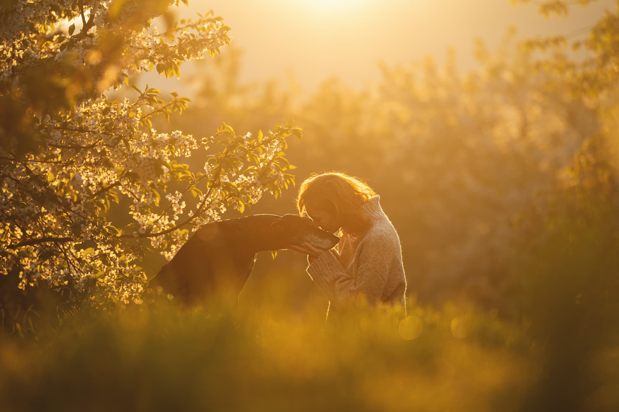 Owner kisses dog in wooded area at sunset.