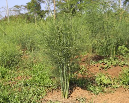 Weeds Growing in Asparagus Patch