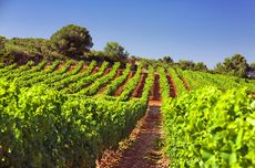 Foncalieu vineyards in Languedoc, jefford