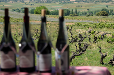 Ribera del Duero white wines