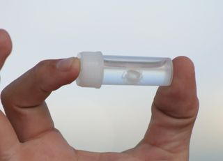 Irukandji jellyfish in a vial