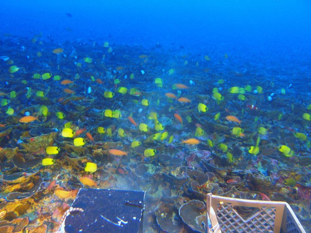 A new study of the deep coral reefs around the Hawaiian archipelago reveals that the deeper you go, the more one-of-a-kind the ecosystem. Nearly every fish in this image taken 300 feet (90 meters) deep near Maui is found only in Hawaii. 